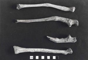 Photographic record of archaeological bones