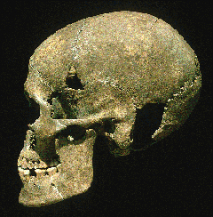Human skull
